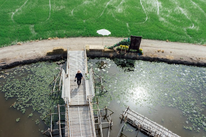 rice-field-people-bridge-walking-thailand (1)